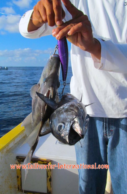 Whatever it takes! Tom Mullican got a TUNA AND a TRIGGERFISH while trolling for WAHOO on the same lure! Go figure. The tuna is a bluewater swimmer. The triggerfish hang out near the bottom close to rocks! Captain Pancho tries to unhook them!