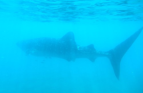 whale shark