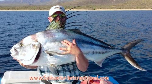 Ben Larkin rooster 7-16 tags