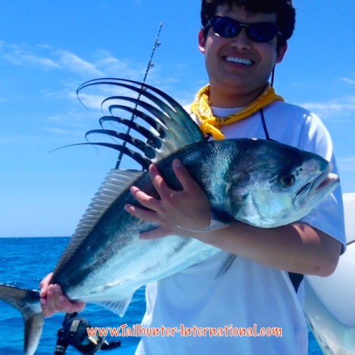 Marco holguin tags 7-16 rooster