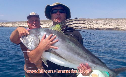 Reean Van Rooyen tags rooster archangel 7-16