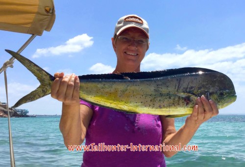 dorado lisa gibson tags 8-16