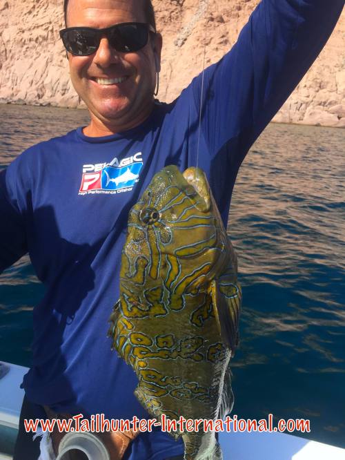 Hawkfish tags Joey 8-16