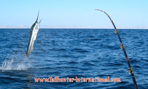 Marlin bit strong this week, especially for our clients that fished with our La Paz fleet around Espirito Santo Island. Striped marlin and bigger blues really bent some rods. Most fish were released. 