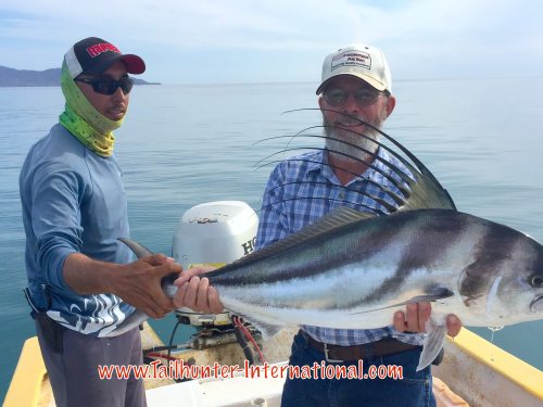 Rooster Bernard Pancho tags 7-16