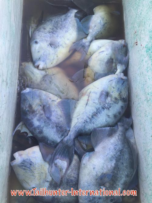 triggerfish tags 8-16