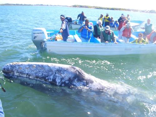 ballena08
