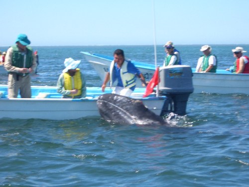 ballena-gris-16