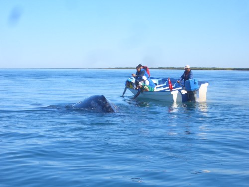 It's been breezy in Bahia Magdalena for the whalewatching this year, but on the calm days, the whales have been more than cooperative to come visit with the boaters! 