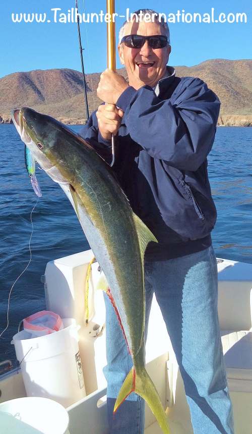 jack-from-la-ventana-yellowtail-tags-2-17