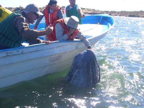 Can you scratch this little itch on my nose? 