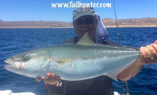 Pete Holland yellowtail tags 5-18