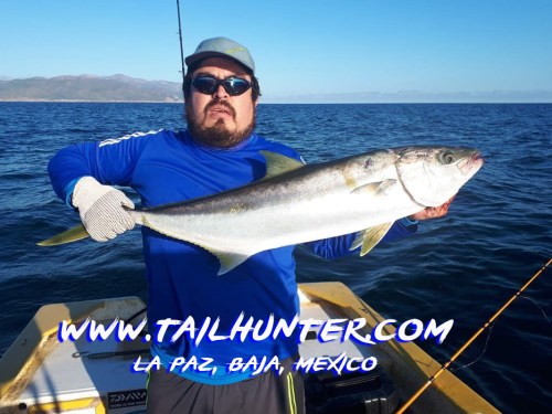 Santiago gamaliel yellowtail 1-20 tags